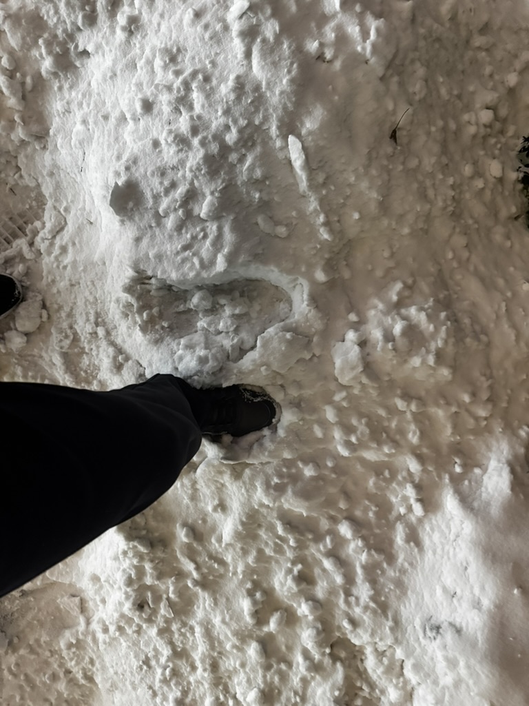 初雪